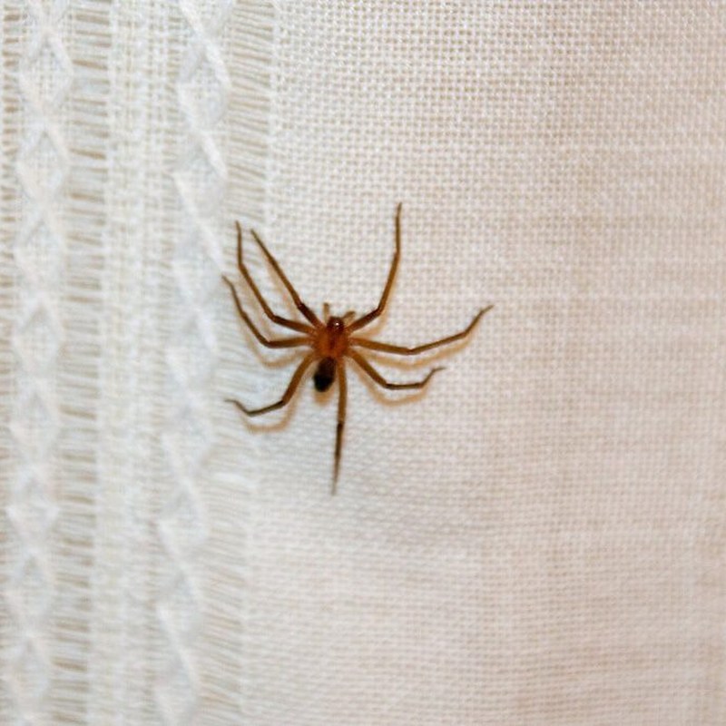 Eliminación araña de rincón