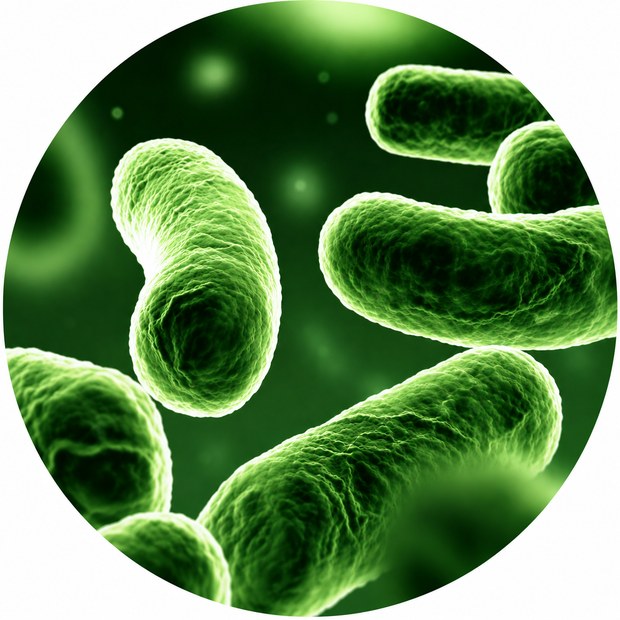 Sanitización: eliminación de microorganismos patógenos